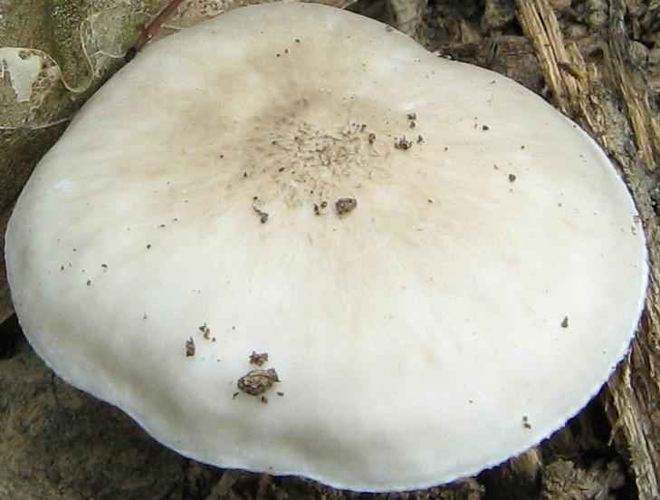 Funghi da identificare (cfr. Pluteus sp.)